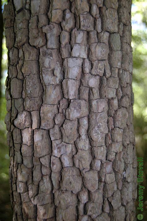 Texturepersimmon Tree Bark Tree Bark Texture Tree Textures