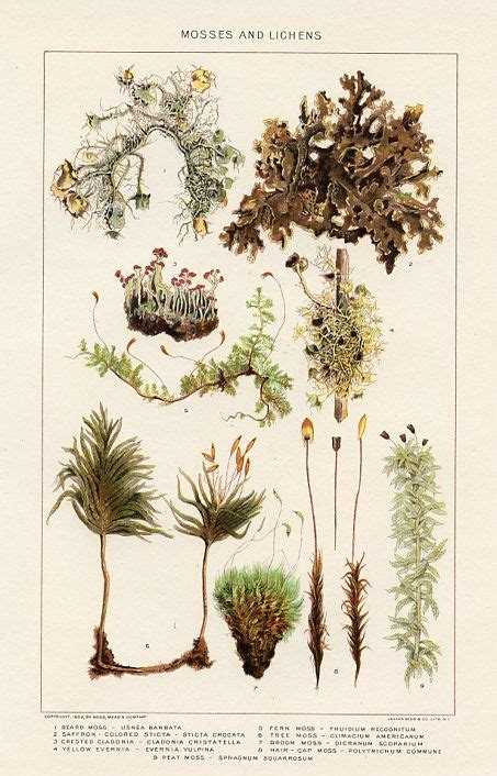 Mosses Botanical Drawings Botanical Art Vintage Botanical Prints