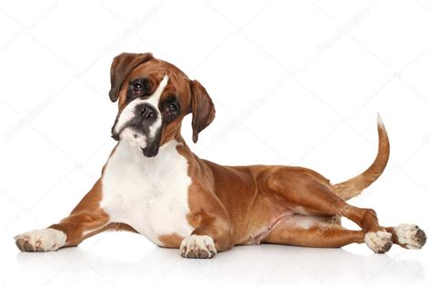 Boxer Dog Lying On White Background Stock Photo By ©fotojagodka 62051393
