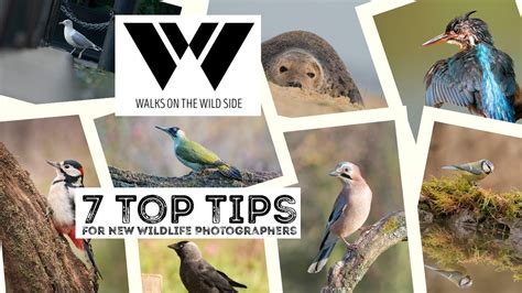 7 Top Tips For New Wildlife Photographers Youtube
