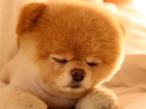 Boo Cute Dog Sleep Dog Photo Wallpaper Preview