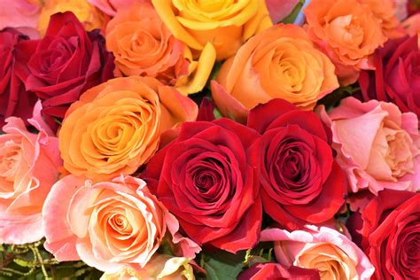 Costco Is Back With A Huge Sale On Roses For Valentines Day