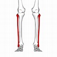 The leg bones connected to the hip bone… | UCL Researchers in Museums
