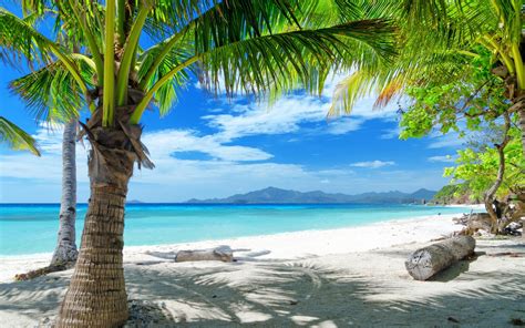 Palm Tree Beach Wallpaper Wallpapersafari