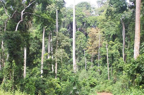 Angolas Timber Plantations Can Foster Economic Development And