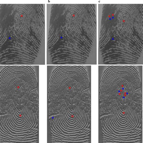 Stages Of The Fingerprint Recognition Process Download Scientific