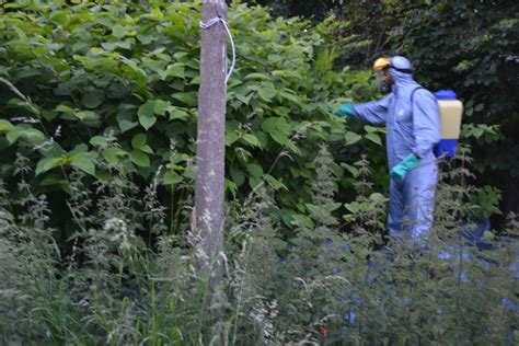Japanese Knotweed Removal Telford Management Plans