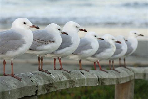28 Fascinating And Weird Facts About Seagulls Tons Of Facts