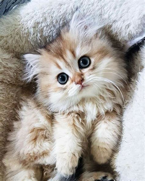 Pin By Wayett Hathaway On Cuteness Kittens Cutest Cute Baby Cats