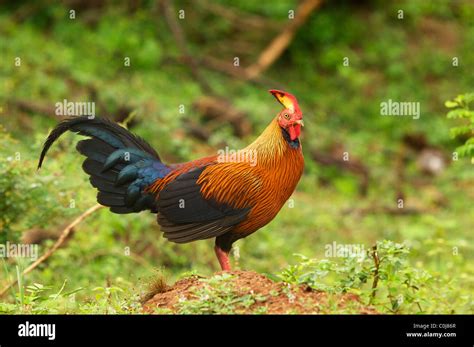 The Junglefowl The National Bird Of Sri Lanka Yala National Park Sri