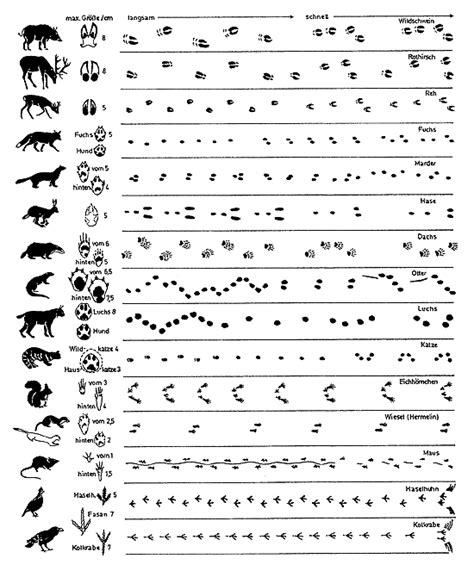 40 tierspuren zum ausdrucken kostenlos besten bilder von ausmalbilder : tierspuren-1 | Tierspuren, Tiere, Natur