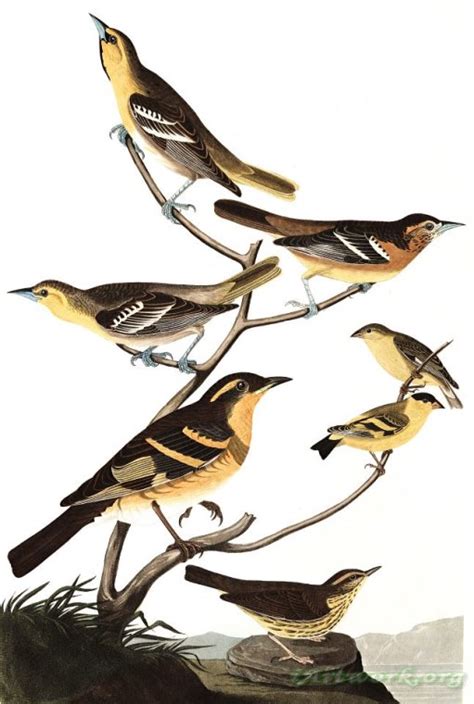 john james audubon bullock s oriole baltimore oriole mexican goldfinch varied thrush common