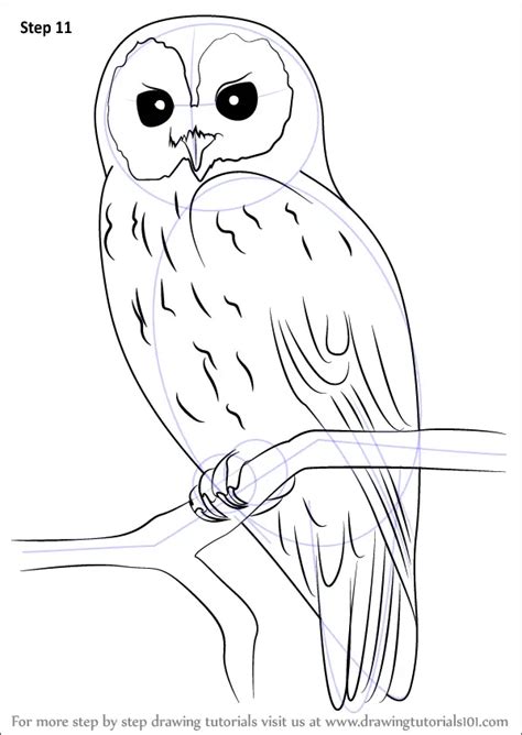 How To Draw A Tawny Owl Owls Step By Step