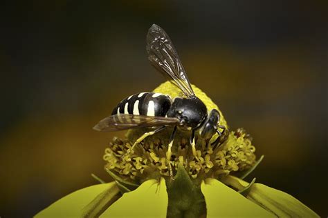 Four Banded Stink Bug Hunter Wasp Bicyrtes Quadrifasciatus Photo By