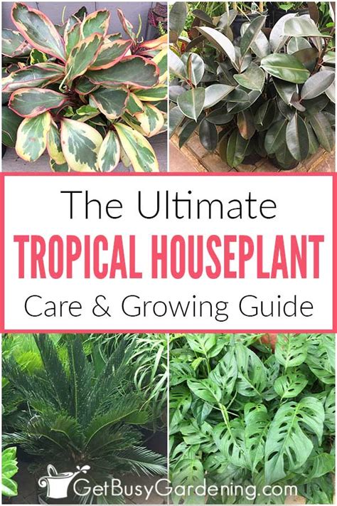 Tropical Houseplant Care And Complete Indoor Growing Guide