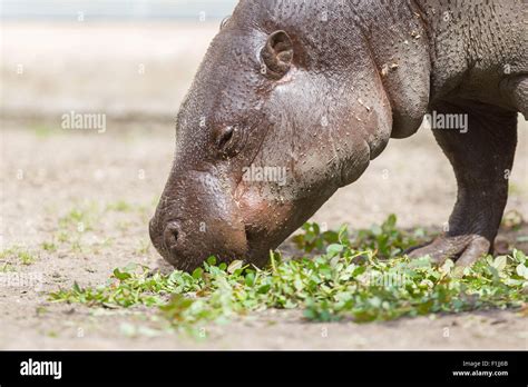 Pygmy Hippopotamus Choeropsis Liberiensis Eating Green Leaves Stock