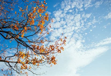 Autumn Leaves With Cloudy Blue Sky Stock Image Image Of Colorful
