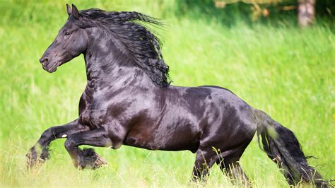 Friesian Horse The History And Hallmarks Of This Stunning Dutch Breed