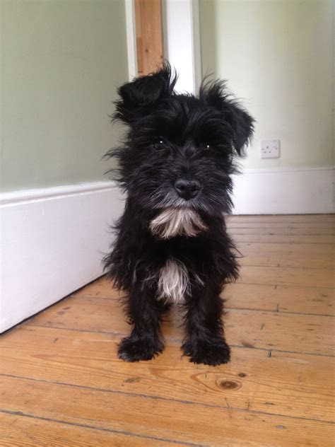 Ralph My Wauzer Puppy Weeks Old Cute And Fluffy Schnauzer Miniature Schnauzer Black