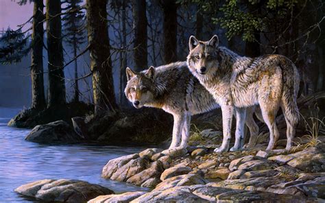 Wolf wolves predator animal nature grey wild wildlife mammal. Wolf Art Wallpaper (79+ images)