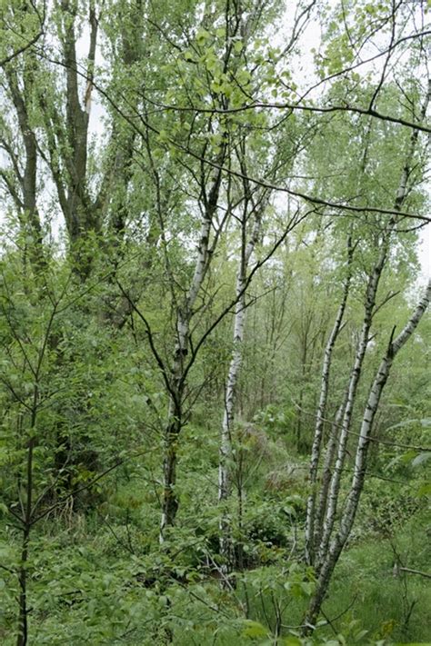 About Landscapes — Birches In A Shrubbery 2015