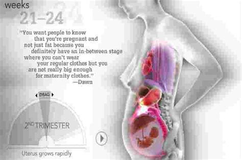 Look An Amazing Visual Guide To How Organs Move During Pregnancy