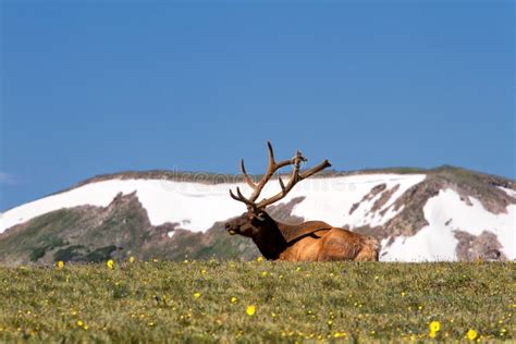 Rocky Mountain Bull Elk Lying In The Tundra Stock Image Image Of