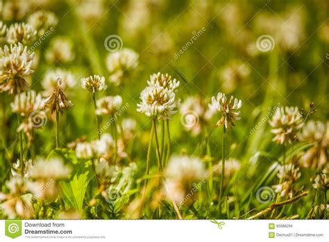 Beautiful White Clover Flowers In A Meadow Stock Photo Image Of