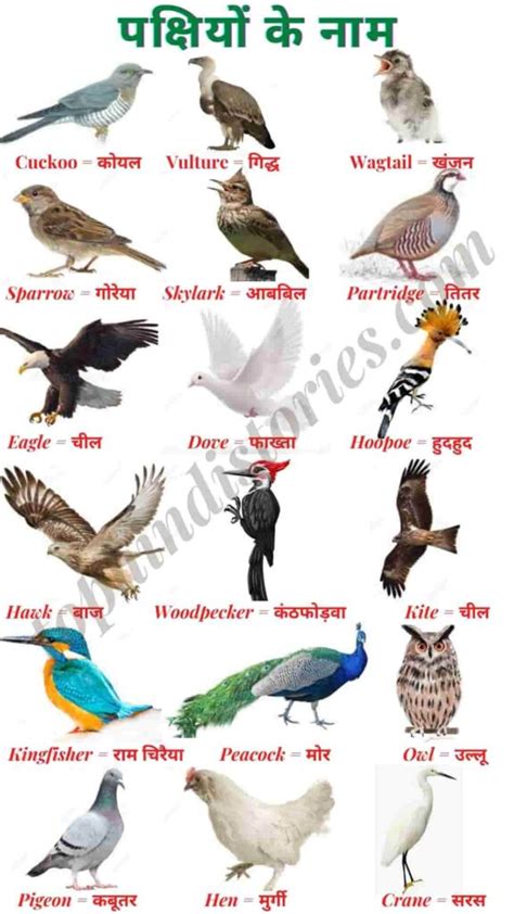 50 Birds Name In English Name This Bird Ii Prefixword
