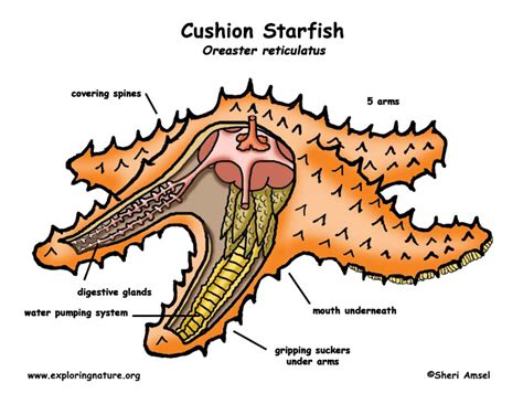 Labelled Diagram Of A Starfish