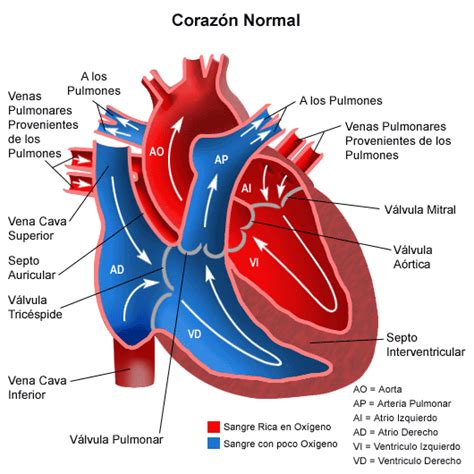 El Cuerpo Humano Zona Ventricular Del Corazón
