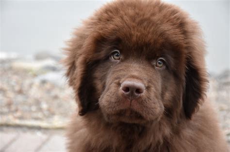 Free Photo Close Up Look At A Fluffy Chocolate Brown Newfoundland