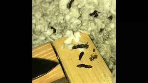 How To Identify Bat Droppings In Attic Youtube
