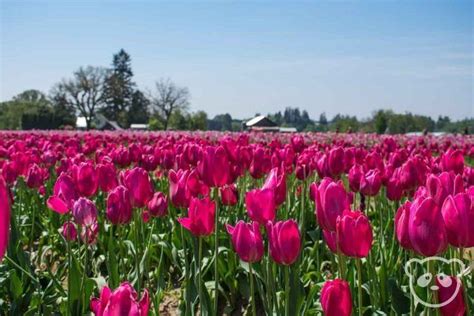 Maybe you would like to learn more about one of these? Tulip Fields at Wooden Shoe Tulip Festival Near Portland ...