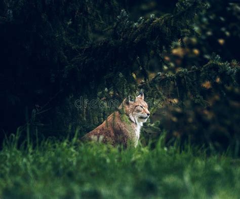 Eurasian Lynx Lynx Lynx Sitting Under Fir Trees Stock Photo Image Of