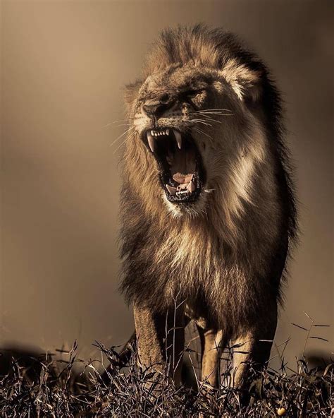 Discover Wildlife On Instagram The Kings Roar Lasts Forever Photo By