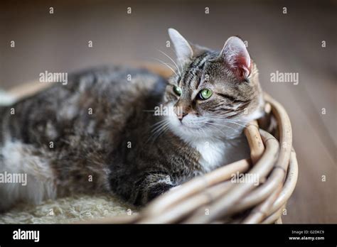 Cat In Wicker Basket Stock Photo Alamy