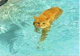 Can Cats Swim Images