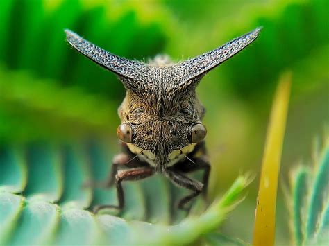 Stunning Macro Photography Of Insects By Okqy Setiawan 99inspiration