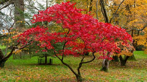 How To Grow And Care For Japanese Maple Trees