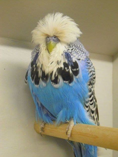10 Best Rare Parakeet Images Parakeet Pet Birds Budgerigar