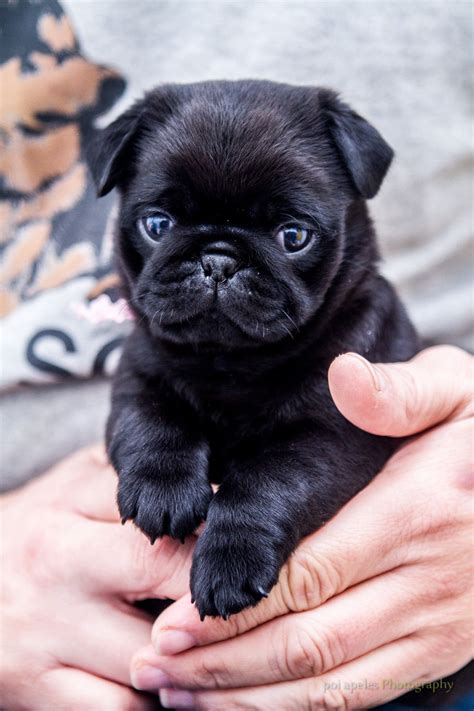 Pin By Jasper Macinnis On Puggies Baby Pugs Cute Pugs Cute Pug Puppies