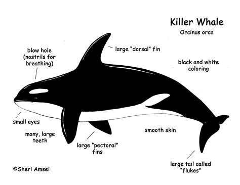 Whale Killer Orca