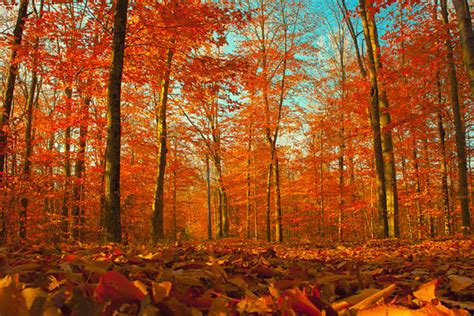 Landscape Photography Red Leaves Autumn Forest Fall Colors
