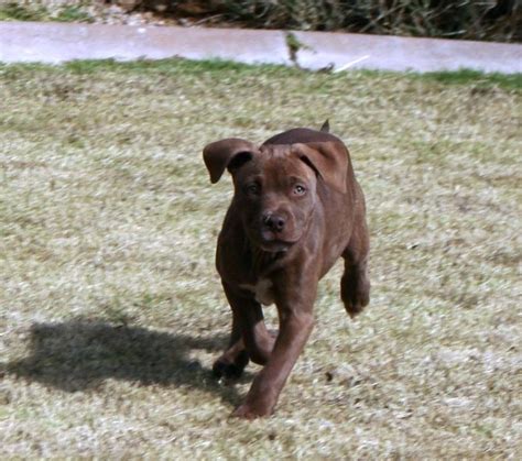 Blue brindle stripes are gray with soft fawn in between them. blue/red nose/brindle pitbull puppy | Pitbull puppy ...