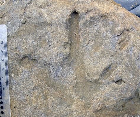 Over 20 Three Toed Dinosaur Tracks Found On Australian Coast Daily