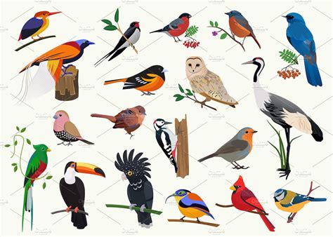 Birds Illustrations Set Pre Designed Illustrator Graphics ~ Creative