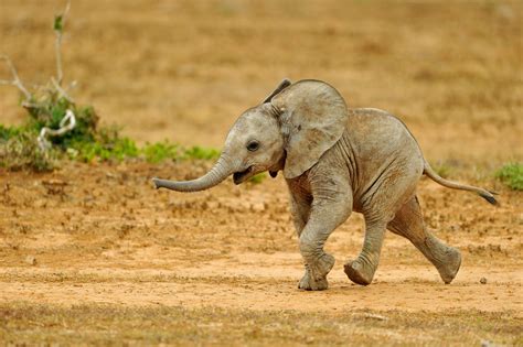 Run Free Its Friday Animals Elephants Cute Fun Africa Safari