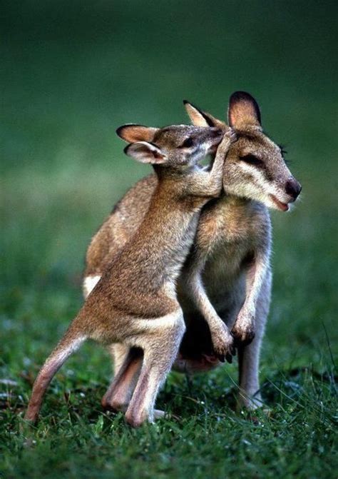37 Best Images About Australias Cute Animals Kangaroos
