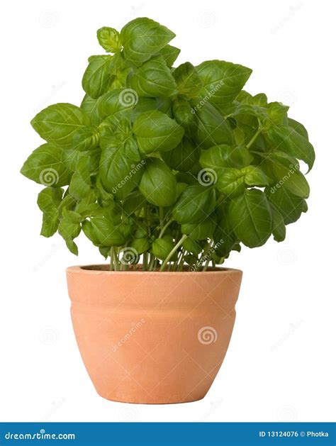 Basil Growing In A Flower Pot Stock Photo Image Of Environmental